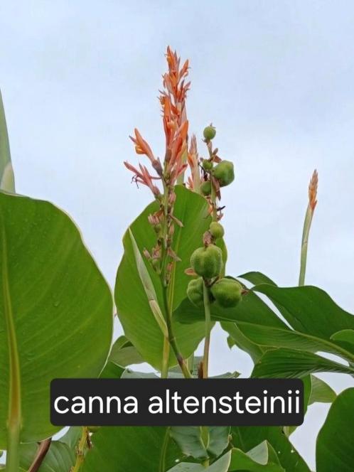 Canna altensteinnii, wordt 2-3 mtr hoog, Tuin en Terras, Planten | Tuinplanten, Overige soorten, Volle zon, Zomer, Ophalen