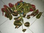 Grote Kamerplant Maranta Leuconeura Fascinator Tricolor Gebe, Ophalen, Halfschaduw, Minder dan 100 cm