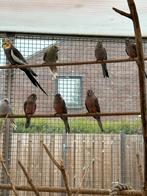 Bourkes parkieten, Dieren en Toebehoren, Vogels | Parkieten en Papegaaien, Meerdere dieren, Parkiet