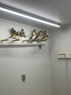 Majoor putters, Dieren en Toebehoren, Vogels | Overige Vogels