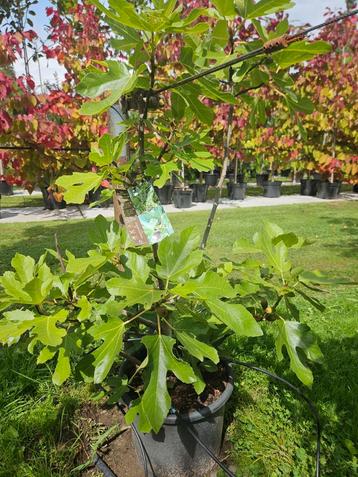 Ficus Little LMF01 Miss Figgy / eetbare vijgen / vijgenboom  beschikbaar voor biedingen