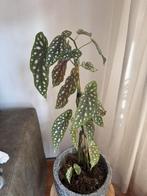 Begonia Maculata (incl. pot), Ophalen, Halfschaduw, Minder dan 100 cm