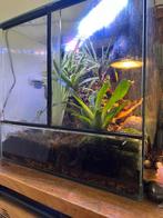 Ingericht Terrarium 40x40x40 met 2 rouwgekko’s, Ophalen, Zo goed als nieuw