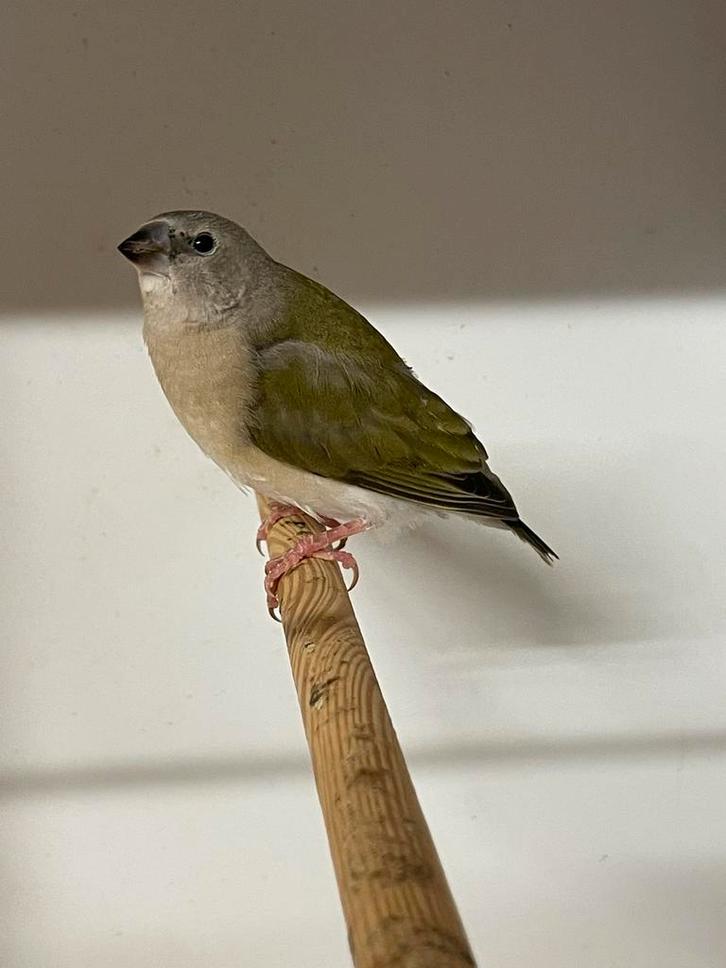 Gouldamadines 5 x, Dieren en Toebehoren, Vogels | Overige Vogels, Meerdere dieren