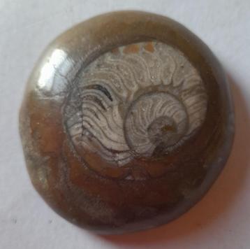 Ammoniet - gepolijst beschikbaar voor biedingen