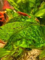 Vuur rode garnalen, Dieren en Toebehoren, Kreeft, Krab of Garnaal