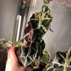 Alocasia polly variegata, Huis en Inrichting, Kamerplanten, Ophalen of Verzenden, Halfschaduw, Minder dan 100 cm