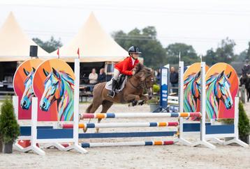 Lieve springpony beschikbaar voor biedingen