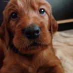 100% Ierse setter pups!!, Rabiës (hondsdolheid), Overige rassen, 8 tot 15 weken, Teef