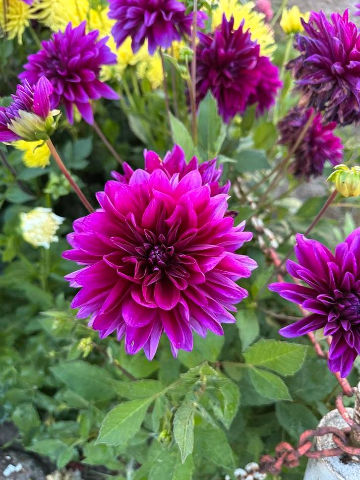 Dahlia knollen paars Thomas a edison, fleurel, pompon geel, Tuin en Terras, Bloembollen en Zaden, Knol, Volle zon, Ophalen of Verzenden