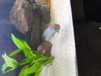 Paar Electric Blue acara te koop, Vis