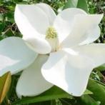Wintergroene Magnolia boom - verschillende soorten, Tuin en Terras, Planten | Bomen, In pot, Halfschaduw, Lente, Overige soorten