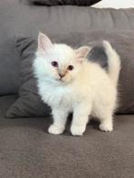 Heilige birmaan kittens., Dieren en Toebehoren, Katten en Kittens | Raskatten | Langhaar, Poes, Ontwormd, 0 tot 2 jaar