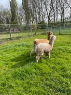 Alpaca hengstjes, Dieren en Toebehoren, Schapen, Geiten en Varkens, Schaap, Mannelijk