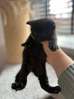 Prachtige half Britse Korthaar x Perzische Korthaar kittens, Dieren en Toebehoren