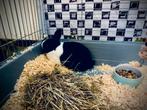 Hollandse Konijn, Dieren en Toebehoren, Mannelijk, Middelgroot, 0 tot 2 jaar
