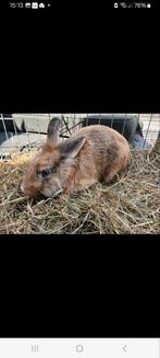 Man van 1 jaar, Dieren en Toebehoren, Konijnen, Mannelijk, Klein, 0 tot 2 jaar