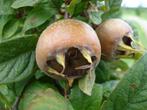 Mespilus germanica, Mispel, fruitboom, Minder dan 100 cm, Overige soorten, Ophalen of Verzenden, Halfschaduw