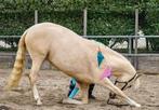 Prachtige dresuur palomino pony zoekt nieuw thuis, Dieren en Toebehoren, Pony's, Dressuurpony, L, Merrie, E pony (1.48m - 1.57m)