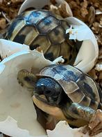 Prachtige, gezonde Griekse Landschildpadden. Nakweek 2025., Dieren en Toebehoren, Reptielen en Amfibieën, Schildpad, Tam