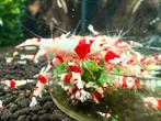 Crystal red garnalen - PRL, Dieren en Toebehoren, Kreeft, Krab of Garnaal