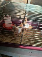 2 Nederlandse hoogvliegers duivinnen van 2025, Dieren en Toebehoren, Vogels | Duiven, Meerdere dieren, Postduif