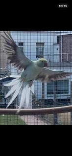 Halsbandparkieten, Dieren en Toebehoren, Meerdere dieren, Parkiet, Geringd