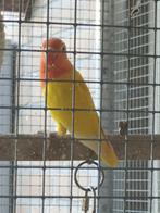 Mooie gele opaline dec split lutino goed om tam te maken, Dieren en Toebehoren, Vogels | Parkieten en Papegaaien, Geslacht onbekend