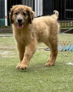 leonberger kruising pups nog 3 teefjes beschikbaar, Dieren en Toebehoren, Honden | Niet-rashonden, 8 tot 15 weken, Teef, Groot