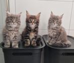 Nog 2 Prachtige raszuivere Maine coon poesjes te koop, Dieren en Toebehoren, Katten en Kittens | Raskatten | Langhaar, Meerdere dieren