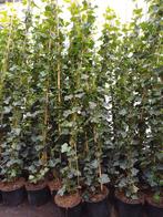 te koop klimop hedera hibernica, Tuin en Terras, Ophalen, Vaste plant, Bloeit niet, Halfschaduw