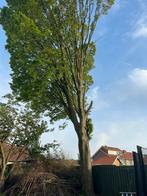 Boom, Tuin en Terras, Planten | Bomen, Zomer, Overige soorten, Ophalen of Verzenden