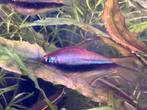 Diverse Aquariumvissen, Dieren en Toebehoren, Vis