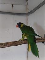 Groennek lori man, Mannelijk, Papegaai, Geringd