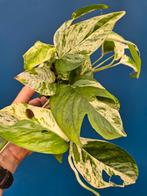 Epipremnum pinnatum Marble Variegata p12 (5), Ophalen of Verzenden, Halfschaduw, Minder dan 100 cm