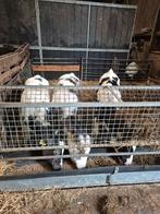 Blauwe kalveren vrouwelijke, Dieren en Toebehoren, Runderen, Vrouwelijk