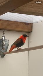 Oranje wever, man, Dieren en Toebehoren, Mannelijk, Parkiet