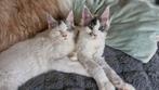 Maine coon kittens kleur Black tabby Van kleur. Mees is poly, Dieren en Toebehoren, Katten en Kittens | Raskatten | Langhaar, Kater