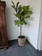 Ficus lyrata, Ophalen