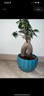 Ficus Ginseng in blauwe keramiek pot, Ficus, In pot, Minder dan 100 cm, Groene kamerplant