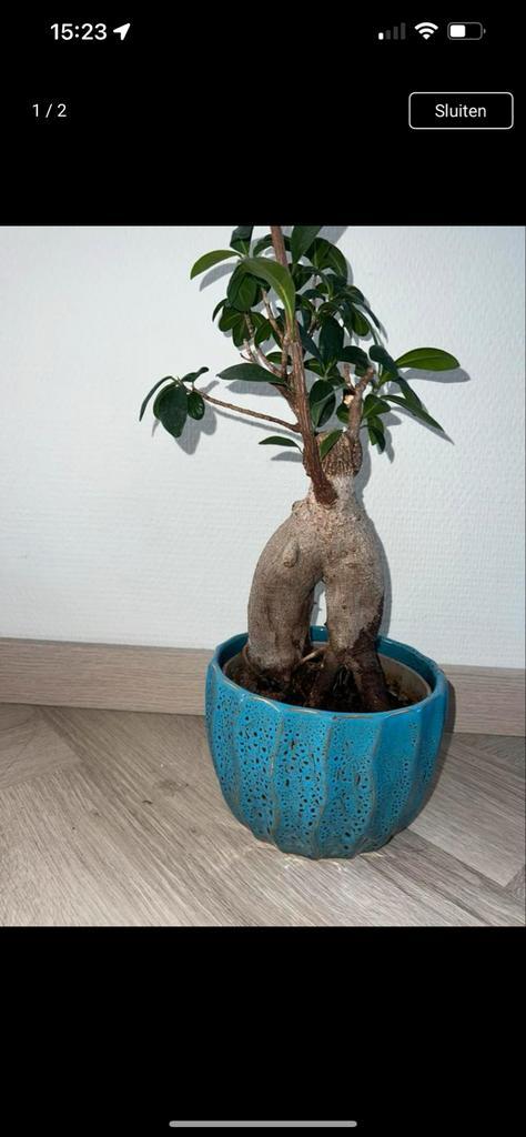 Ficus Ginseng in blauwe keramiek pot, Huis en Inrichting, Kamerplanten, Ficus, Minder dan 100 cm, Groene kamerplant, Halfschaduw