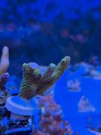 Montipora the Grinch, Ophalen, ., Overige typen, Zo goed als nieuw