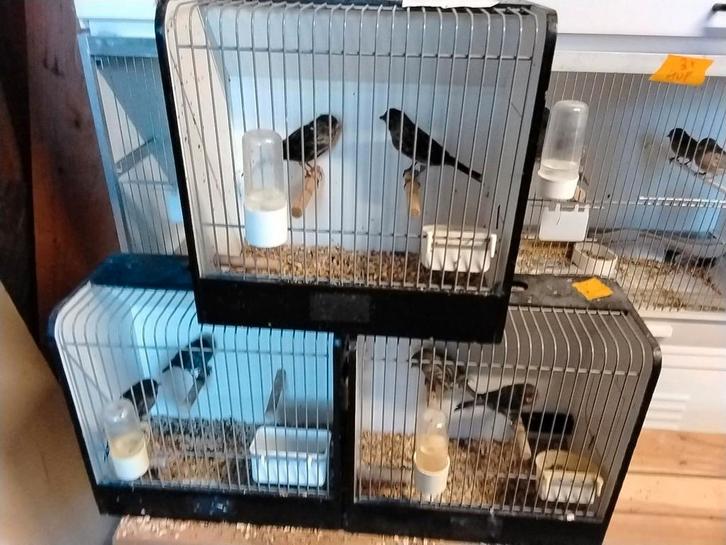 Rood zwarte mozaïek koppel €30, Dieren en Toebehoren, Vogels | Kanaries, Kleurkanarie, Meerdere dieren