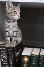 POOKY ONDERNEMEND LIEVE  KITTEN OPZOEK NAAR LIEF PERSONEEL, Dieren en Toebehoren, Katten en Kittens | Overige Katten, Kater, Kortharig
