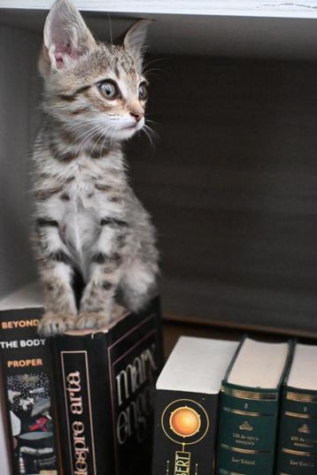 POOKY ONDERNEMEND LIEVE  KITTEN OPZOEK NAAR LIEF PERSONEEL beschikbaar voor biedingen