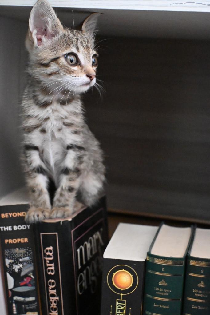 POOKY ONDERNEMEND LIEVE  KITTEN OPZOEK NAAR LIEF PERSONEEL, Dieren en Toebehoren, Katten en Kittens | Overige Katten, Kortharig
