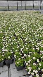 Saxifraga Pixie - Rijkbloeiend - bloeiende vaste plant, Tuin en Terras, Planten | Tuinplanten, Overige soorten, Vaste plant, Ophalen of Verzenden