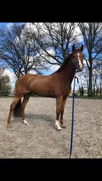 18+ Bijrijdster gezocht/ 9 jarige merrie - Goor (OV), Merrie, Met stamboom, Springpaard, L