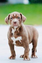 Bully xl pup Teefje chocolade tri Color bossy bloedlijn, Overige rassen, CDV (hondenziekte), 8 tot 15 weken, Teef