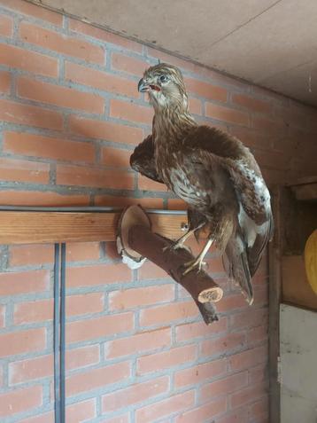 Opgezette buizerd op stam beschikbaar voor biedingen